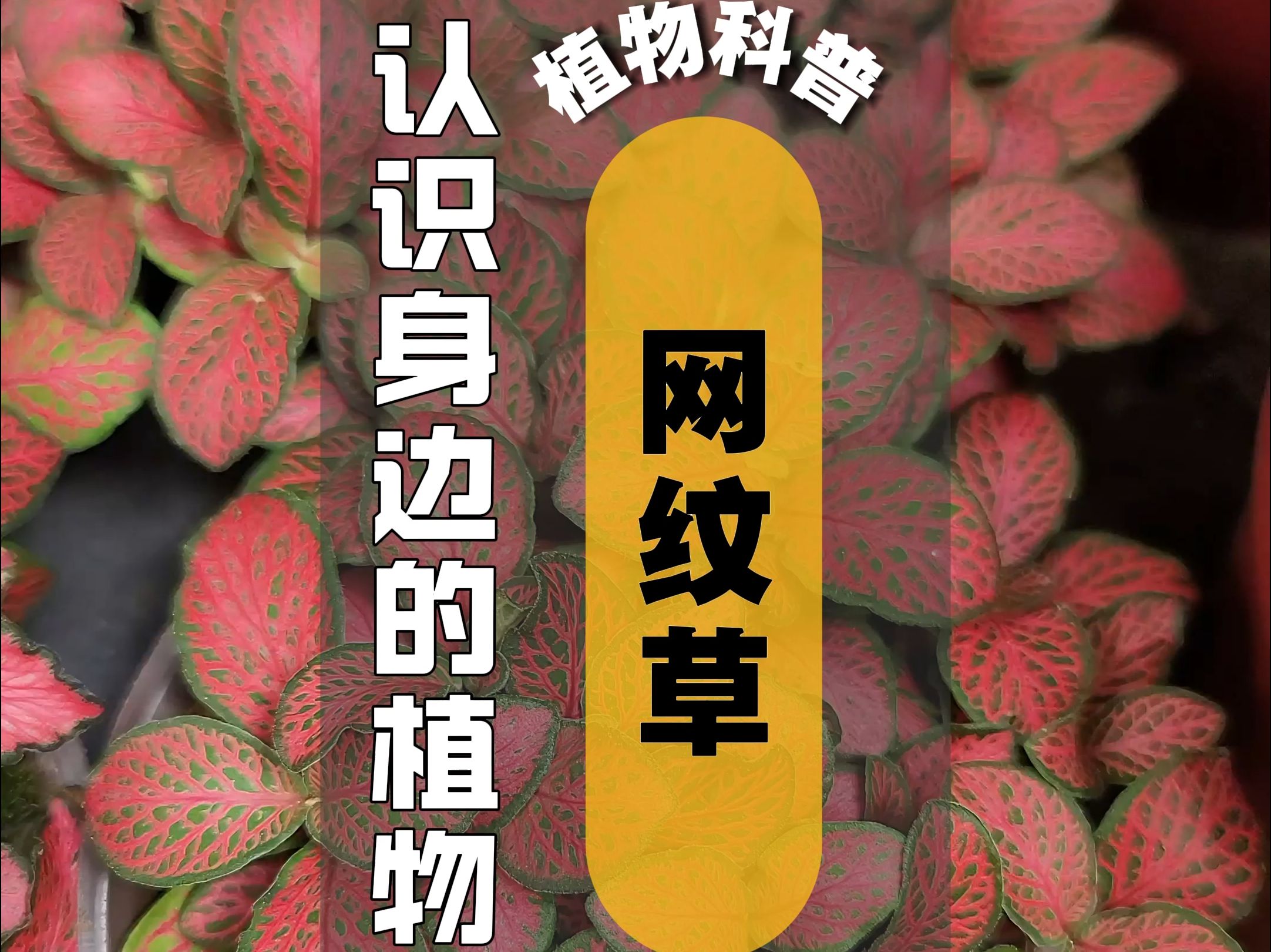 植物科普 I 网纹草哔哩哔哩bilibili