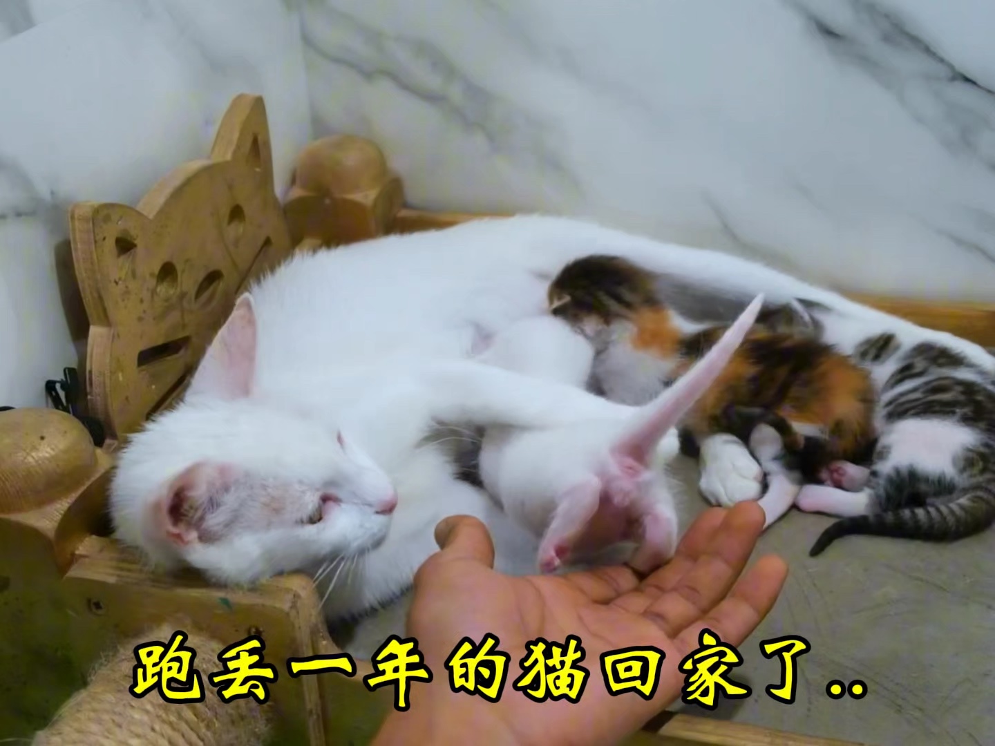 骄傲的猫妈妈回家了哔哩哔哩bilibili