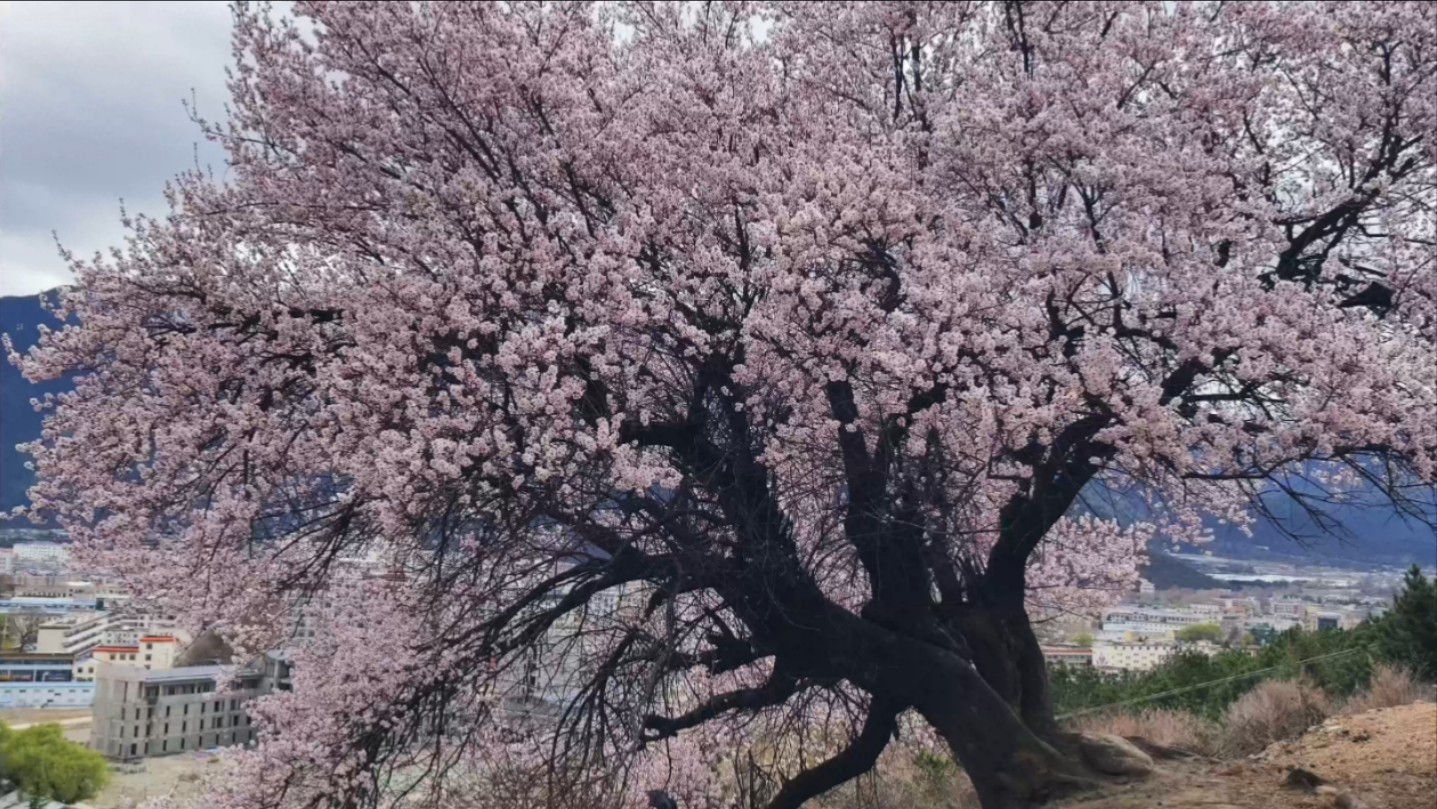 林芝千年桃树图片