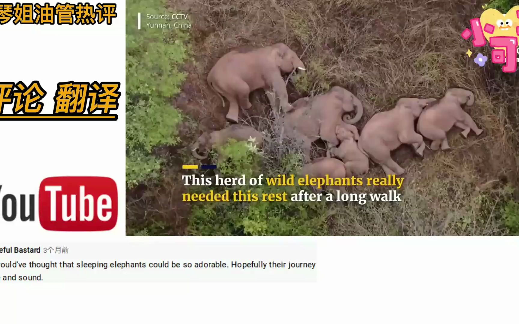 北迁的云南野生大象,萌萌的睡姿火爆国外.网友喊话:太可爱了