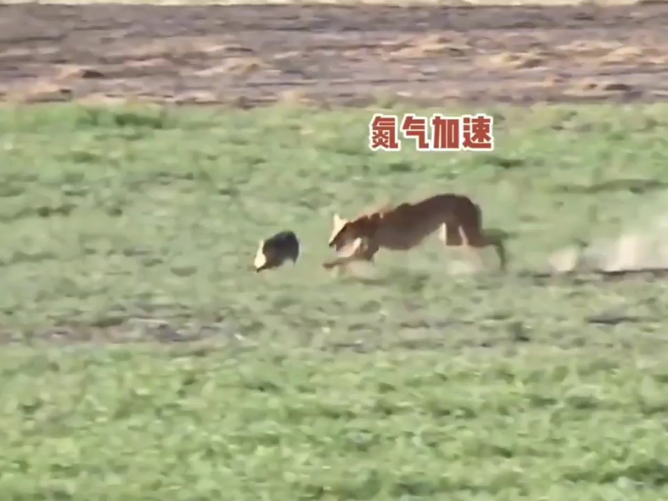 动物配音搞笑视频 #动物搞笑视频 #搞笑配音超搞笑