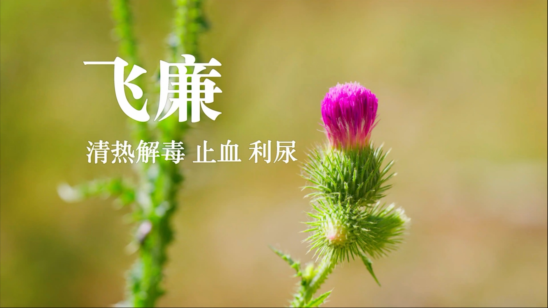 【飞廉】节毛飞廉-本草总录-本草总录-哔哩哔哩视频