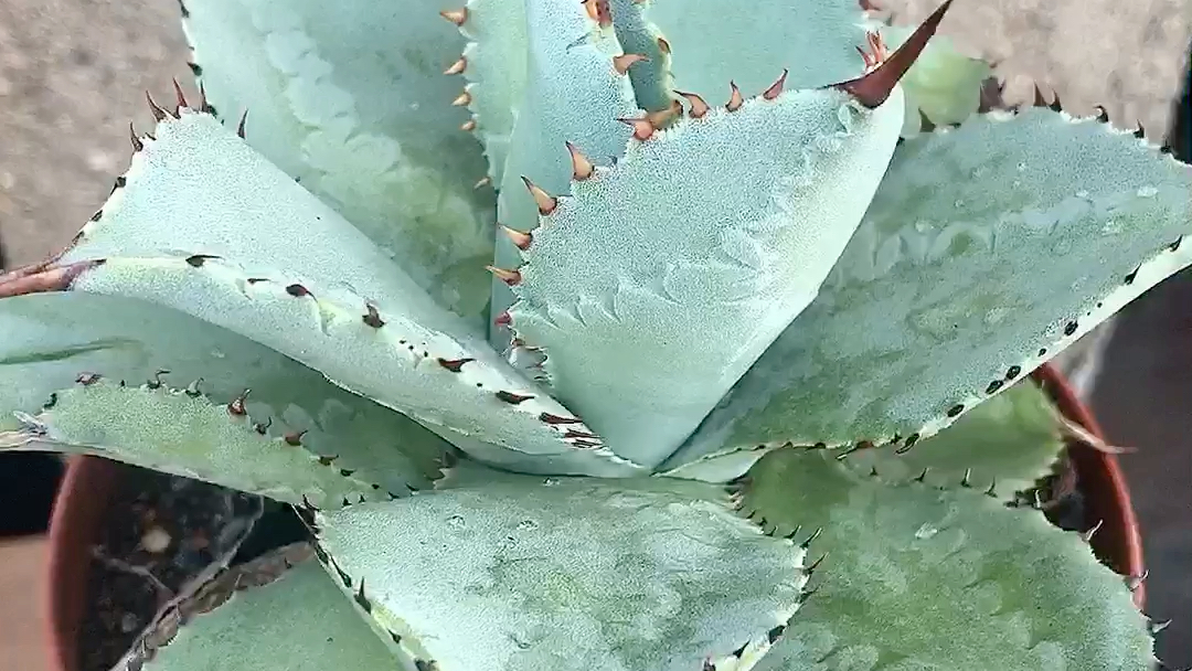 龙舌兰 龙趾(龙爪) 阳台 多肉园艺绿植盆栽 一物一拍 淘宝首页搜索
