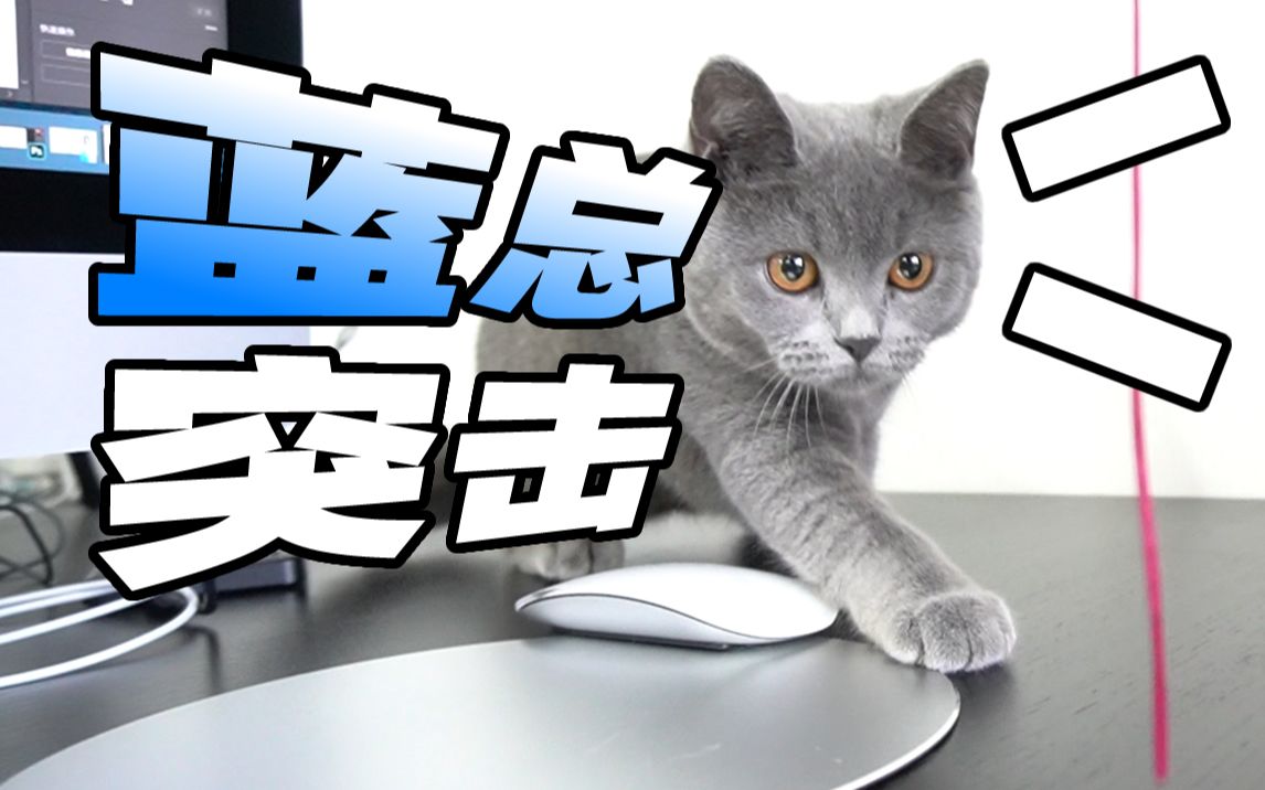 自从公司养了蓝猫~每个人都神经紧绷~干劲十足!哔哩哔哩bilibili