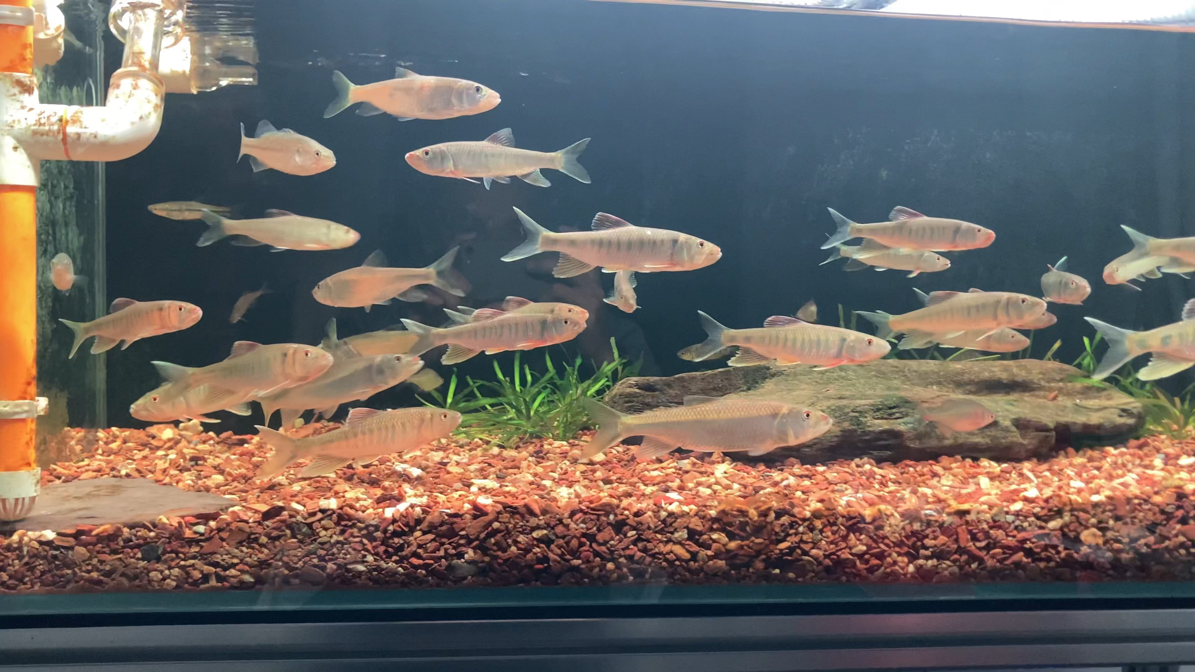 趁着今天天气不错,出去路亚野采了一些发色马口!