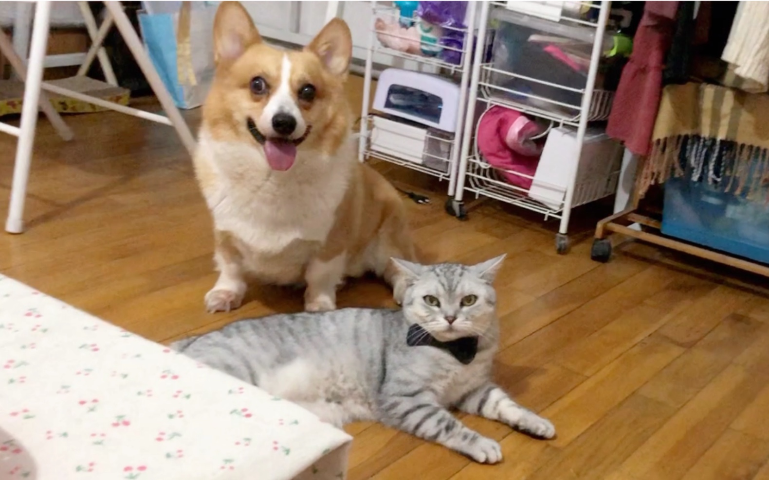 【七月与摩卡】我的浴缸梦实现辣!