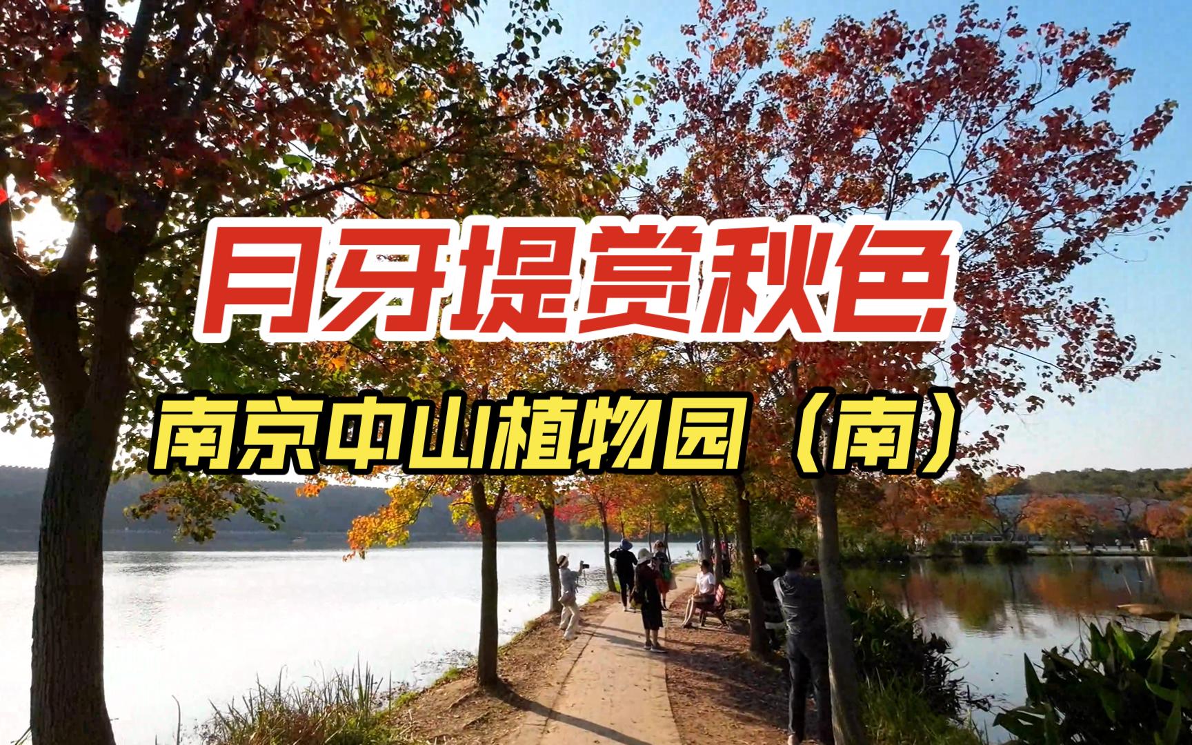 南京中山植物园南园,邀您一起漫步月牙堤赏秋色之美,树叶色彩特丰富