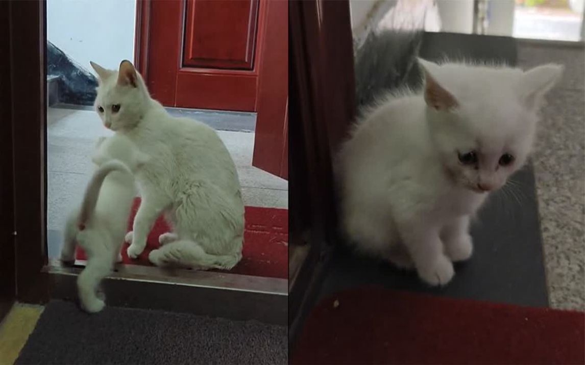 流浪小猫被收养后猫妈来探望,临走时小猫没上前扭头回屋:太心酸