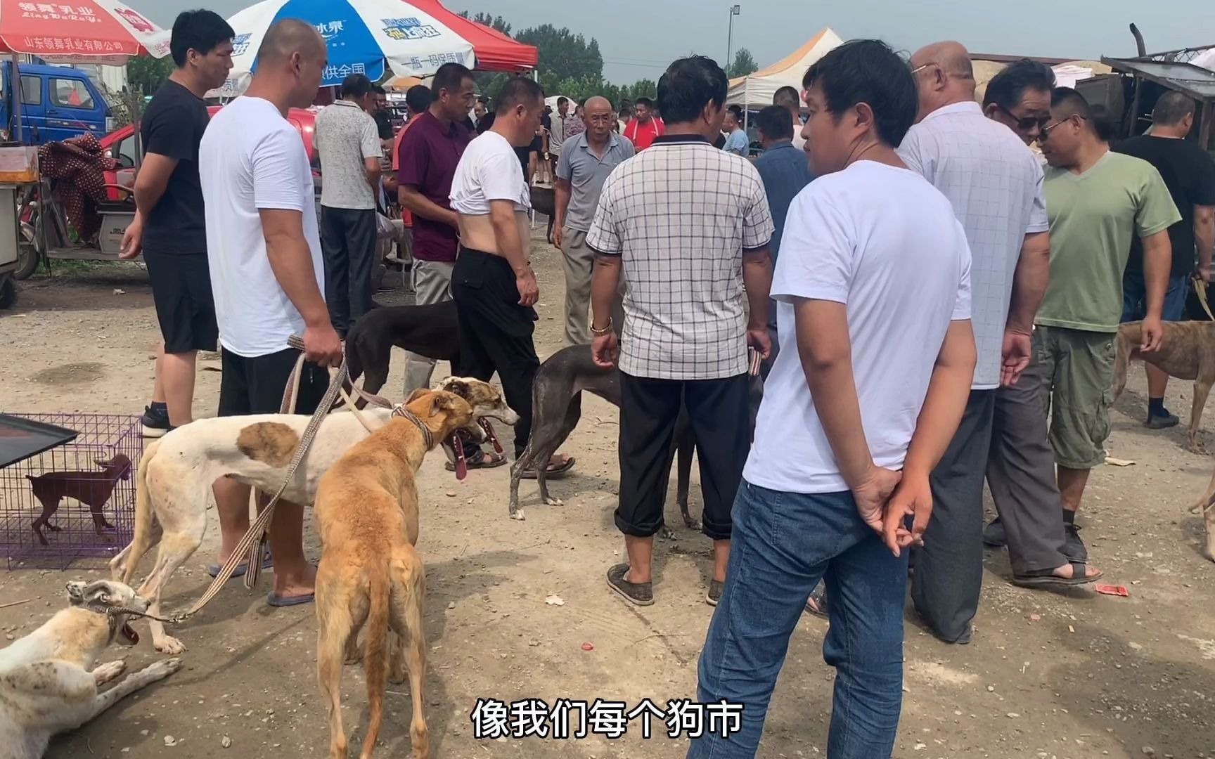 能长到150斤的狼青幼犬,尽然没人要,大哥:没人要就送人了!哔哩哔哩bilibili