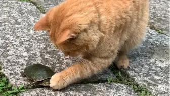 【动物观察】猫遇见龟，会把它吃了吗？