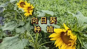 Download Video: 向日葵怎么样种植