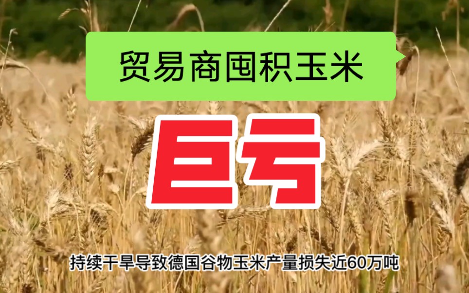 南方高温旱情仍在持续,年底巴西玉米有望进口;两大涉粮央企成立合资公司定位成谜,贸易商囤积玉米出现巨亏哔哩哔哩bilibili