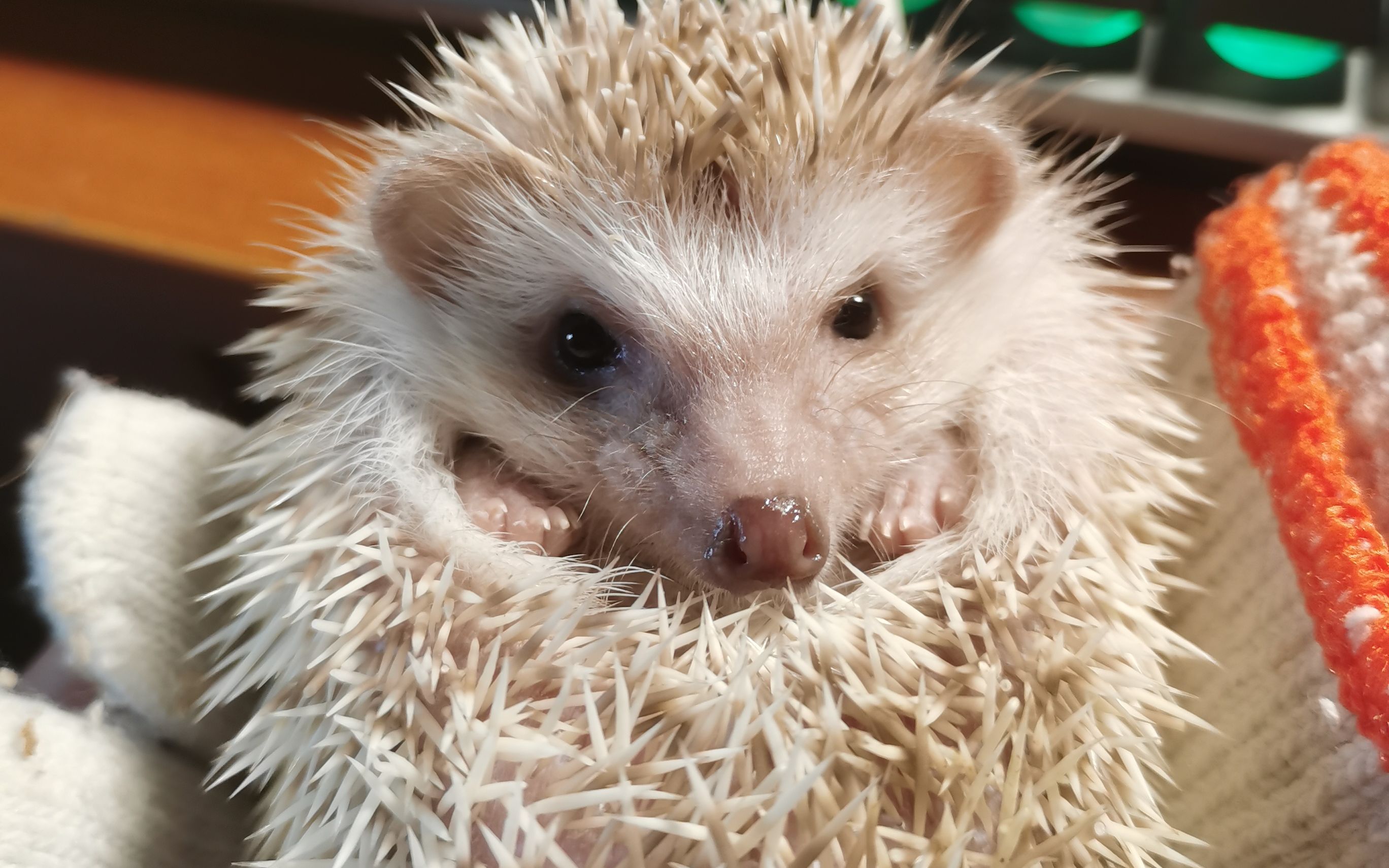 活动作品当代大学生如何在宿舍开微型动物园