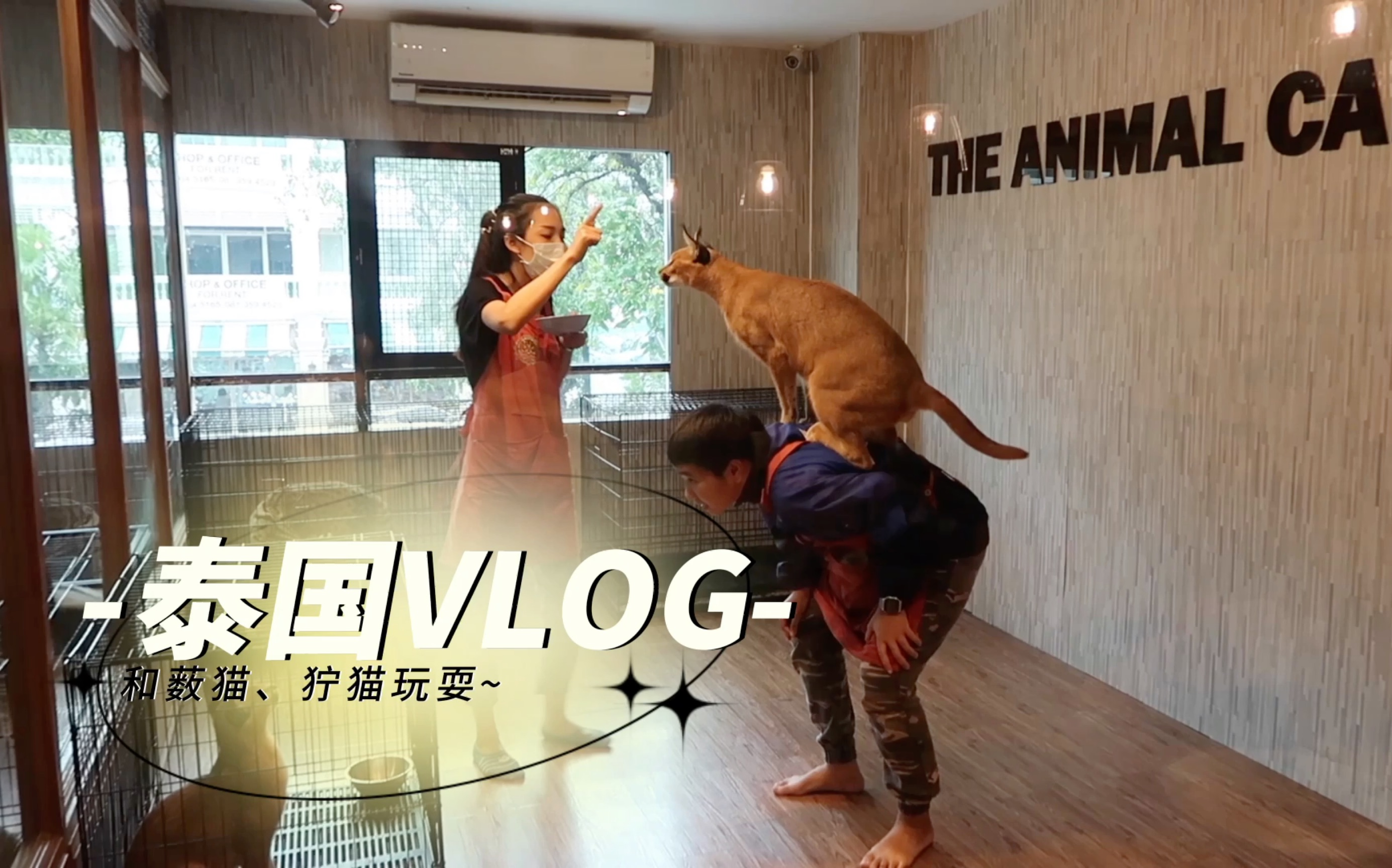 曼谷VLOG 丨和薮猫、狞猫玩耍儿 丨 20万一只的“小豹子”丨泰式小清新茶餐厅哔哩哔哩bilibili