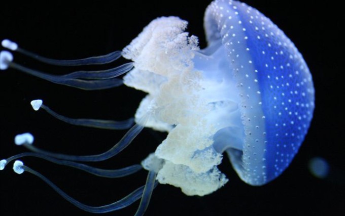 [水母科普]澳洲渔民最不喜欢的水母——马赛克水母