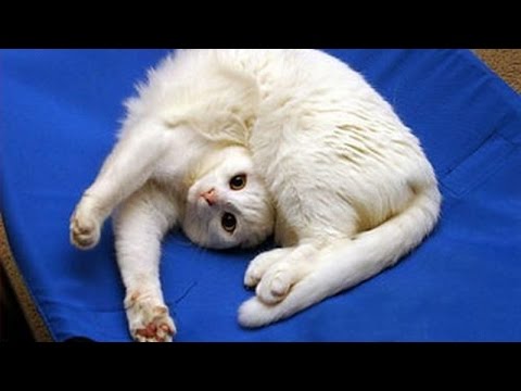 [全球最热动物搞笑集] funny cats will always make you laugh