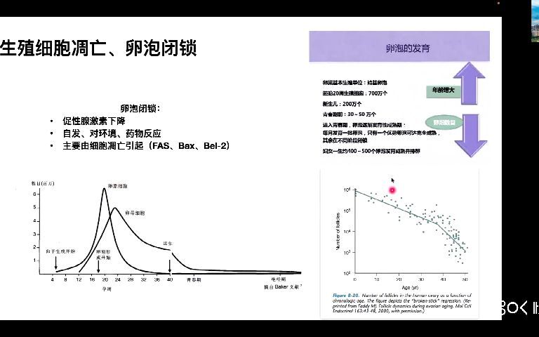 从HPO轴&卵泡发育看AUBO的治疗学习哔哩哔哩bilibili