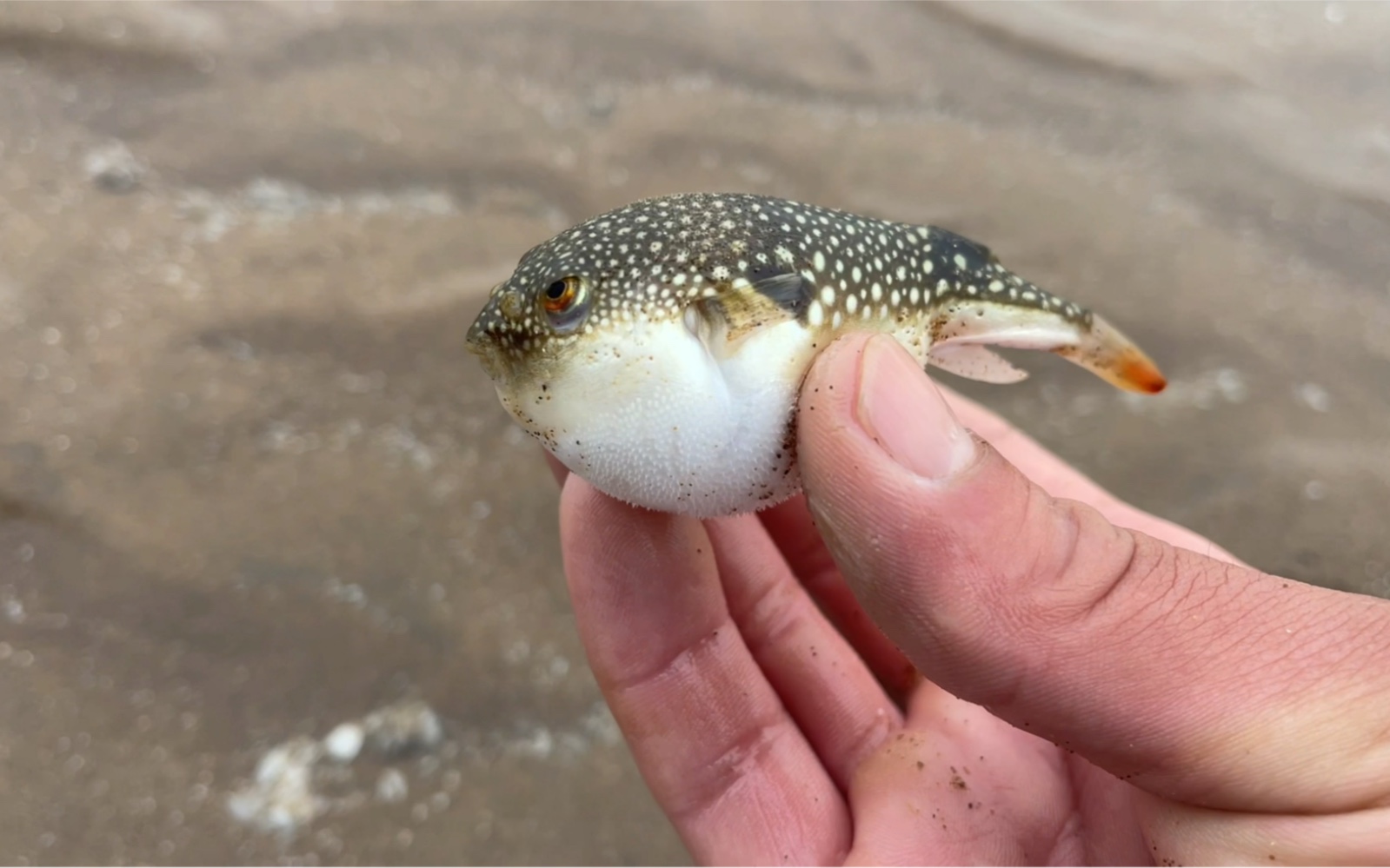 小河豚一生气肚子就鼓起来了_哔哩哔哩_bilibili