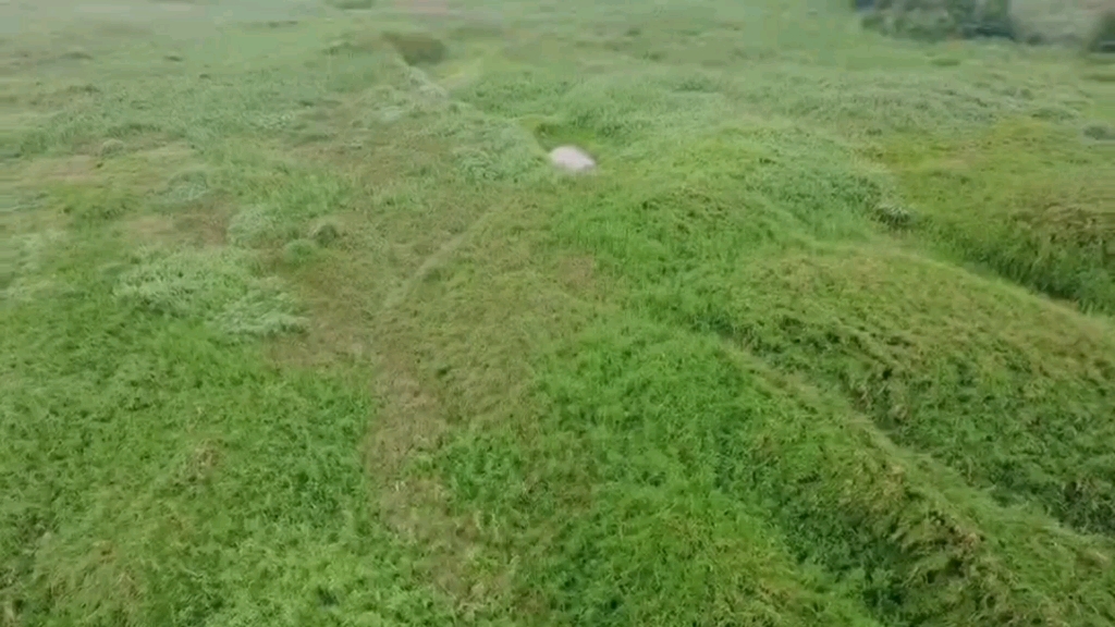 [图]周末的下雨天，快去出走淋雨抱树吧！