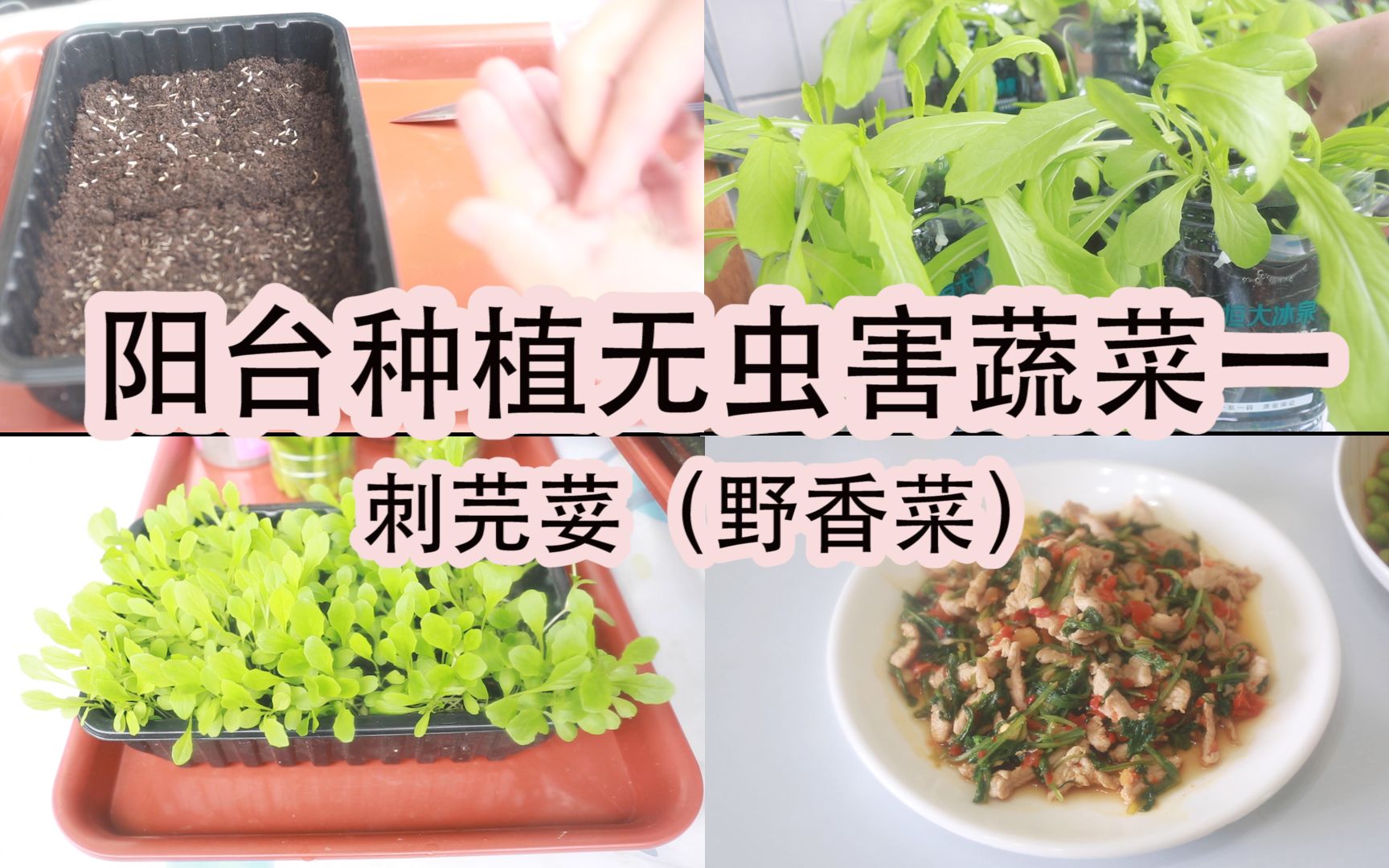 [图]阳台无虫害蔬菜-刺芫荽（野香菜）