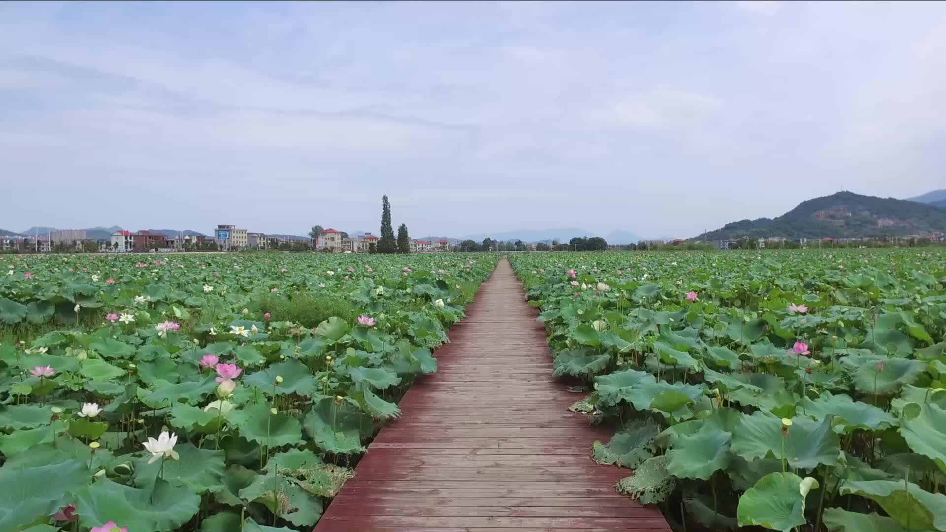 航拍萍鄉蓮花縣荷花博覽園