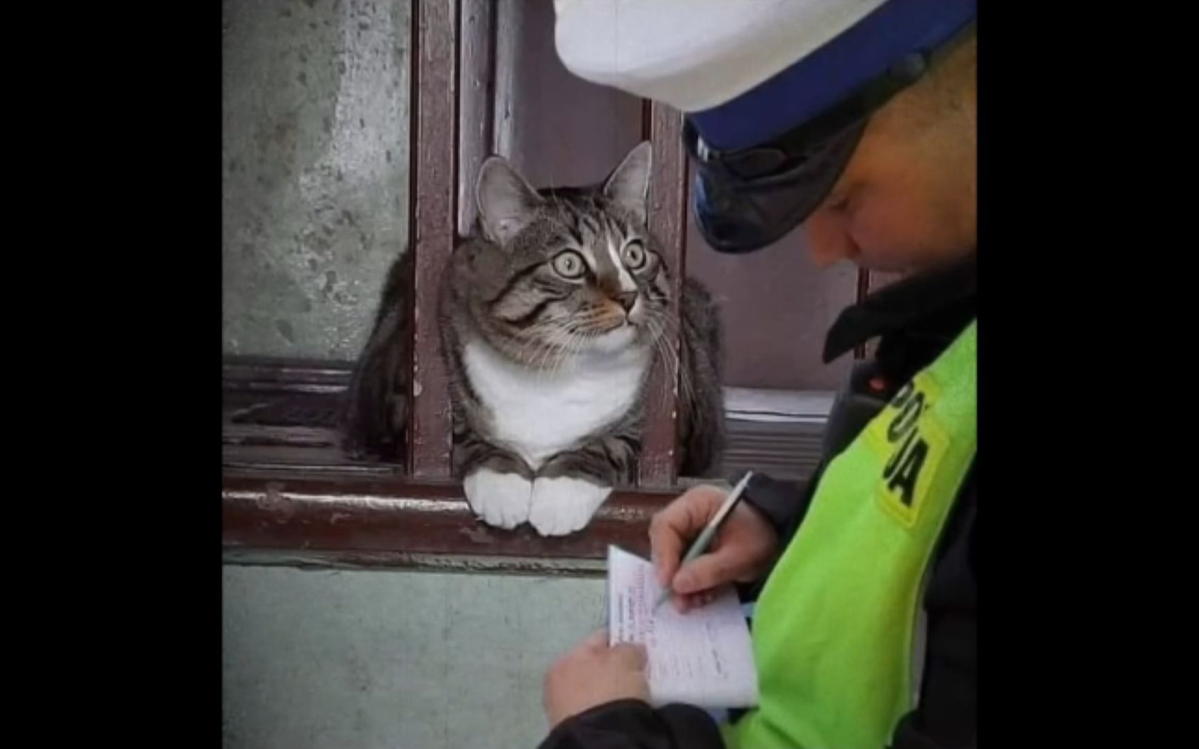 [图]”这只猫…让我开心了整整三分钟！“