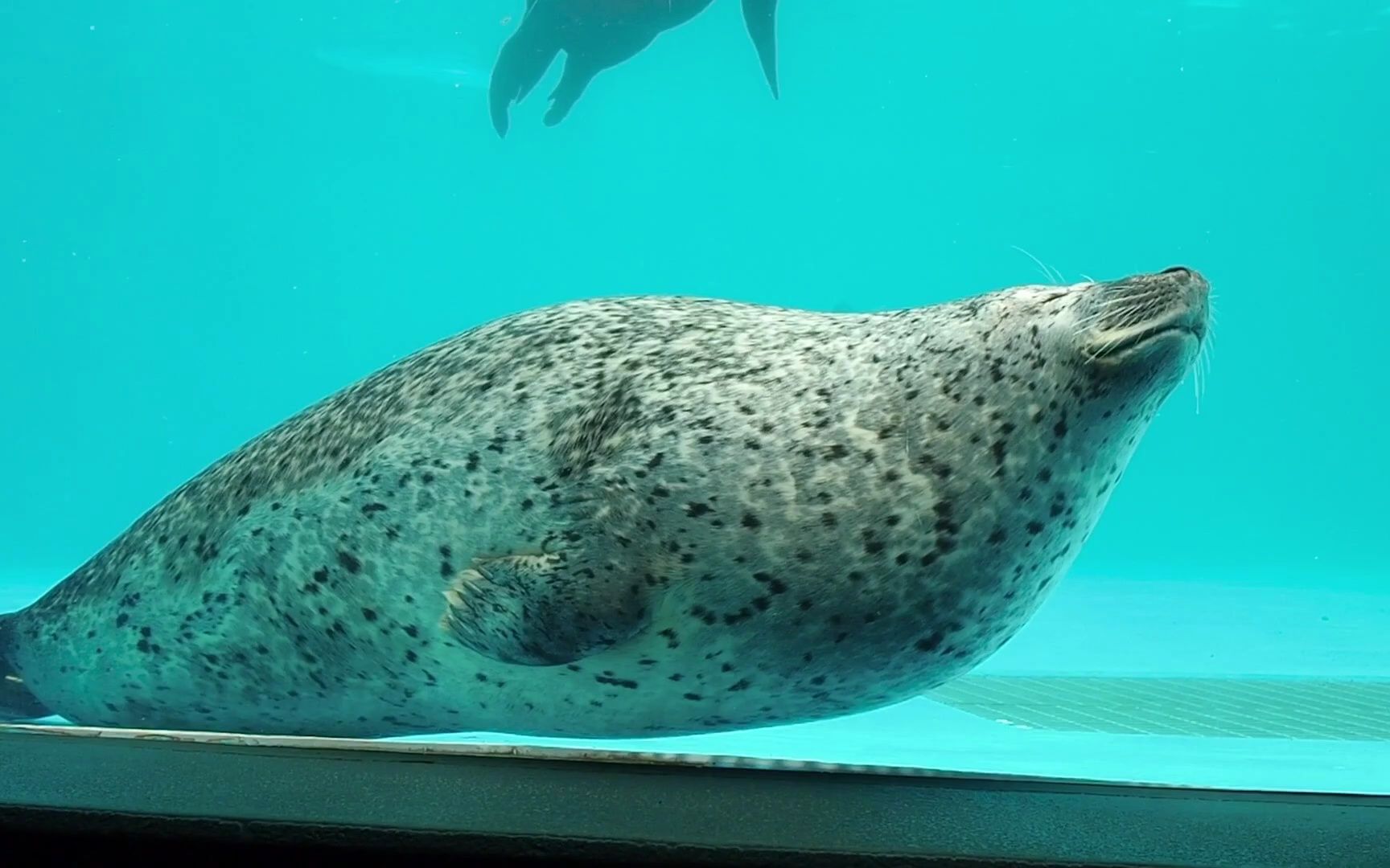 鸭川海洋世界 午休的海豹