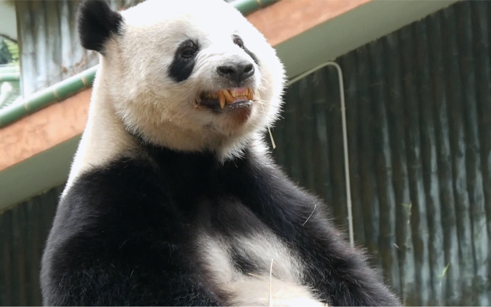 【大熊猫星一】吃竹子剔牙,龇牙咧嘴好可爱,小平头亮到反光