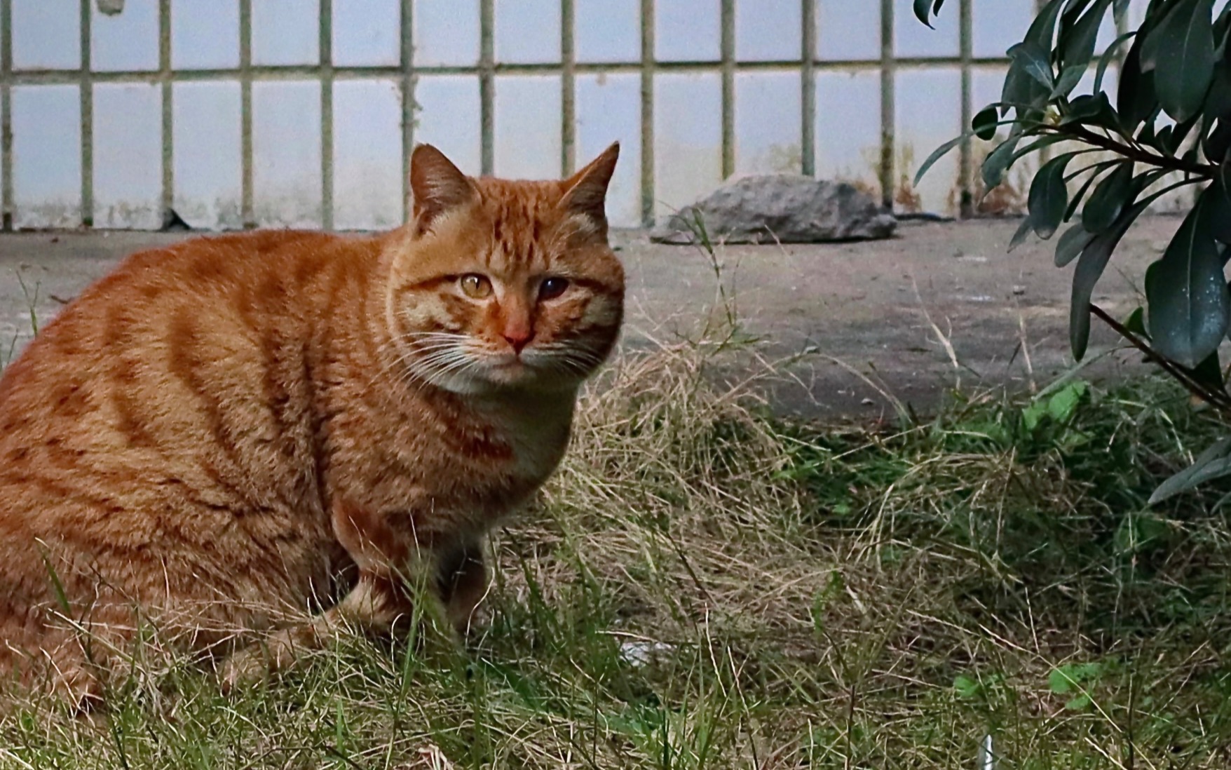 [图]《校 猫 日 记》 随手记录校园里的一些猫猫头