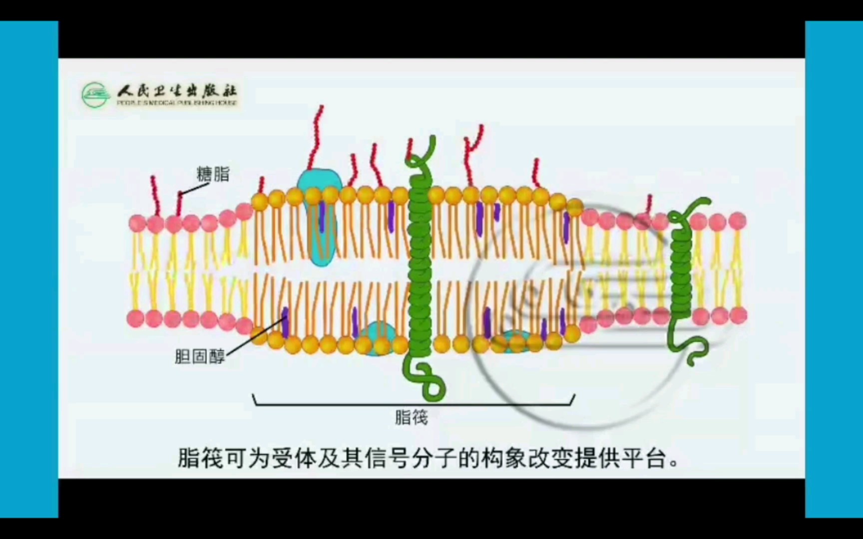 【细胞生物学】脂筏哔哩哔哩bilibili