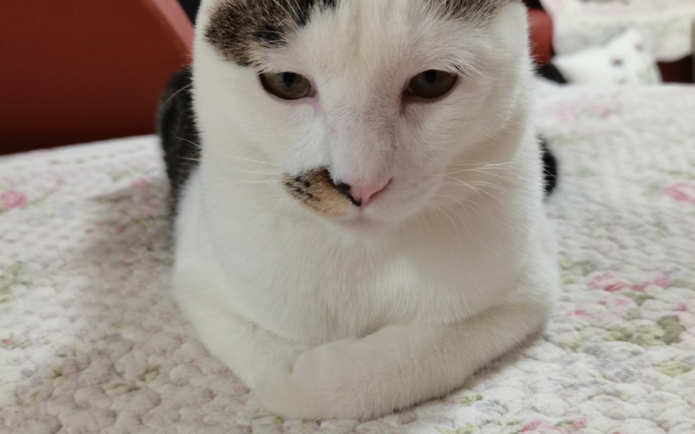 揣手小猫咪