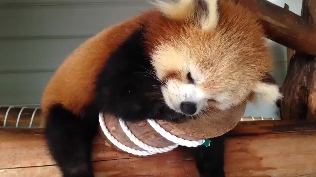 【小熊猫】睡不醒