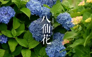 八仙花 搜索结果 哔哩哔哩 Bilibili