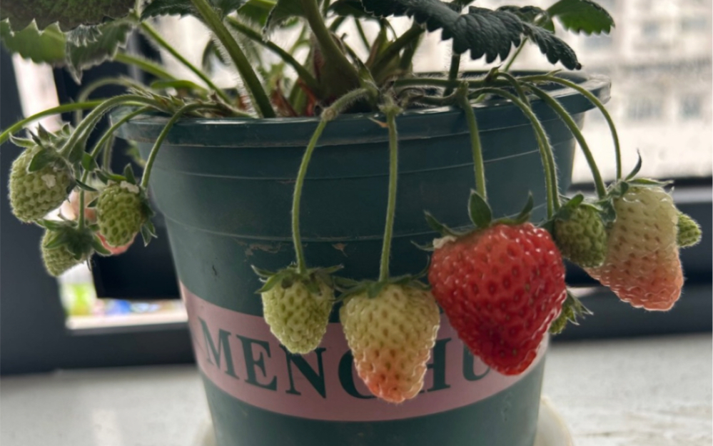 尝鲜了尝鲜了～抢不到周杰伦演唱门票,那就吃个迷你草莓吧.9.