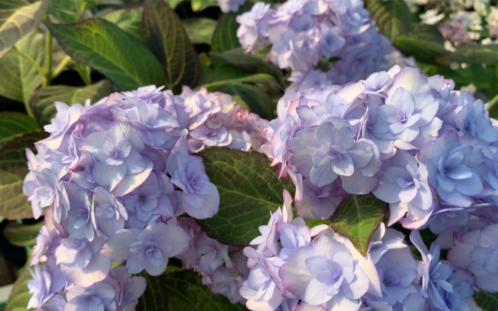 绣球花:纱织小姐