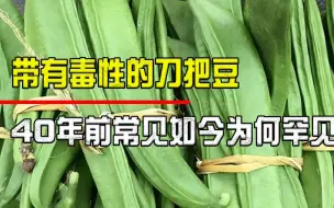 Tải video: 带有毒性的刀豆，曾是湖南人心中的香饽饽，如今为何却被遗忘了