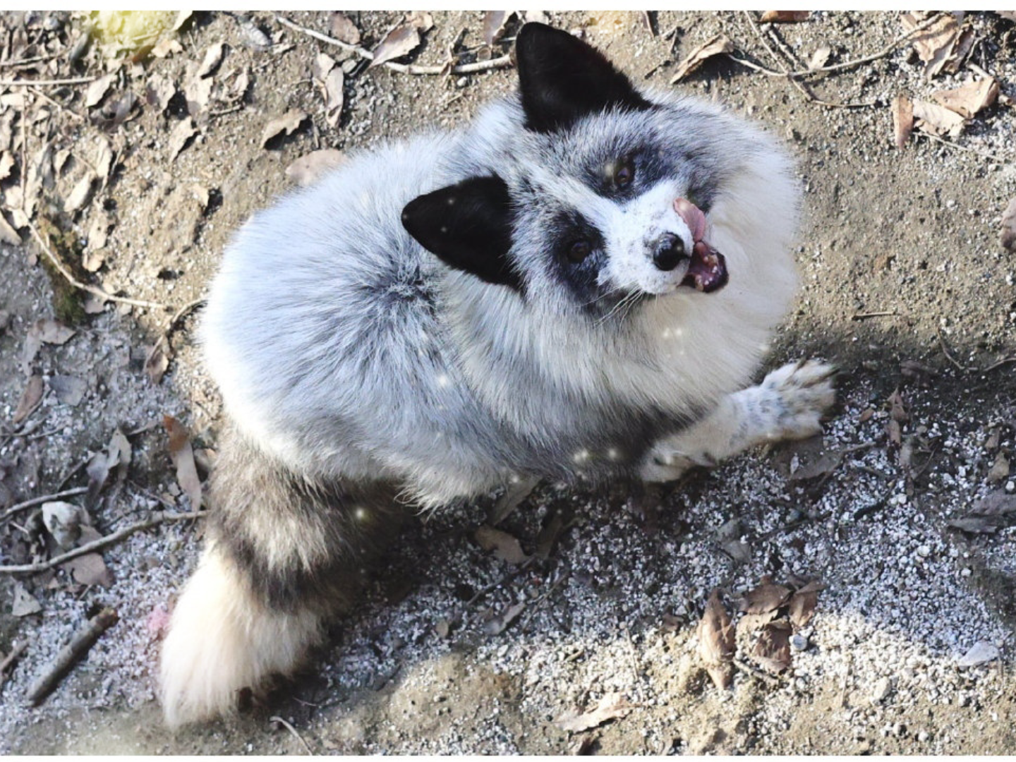 熊猫狐,_哔哩哔哩 (゜-゜)つロ 干杯~-bilibili