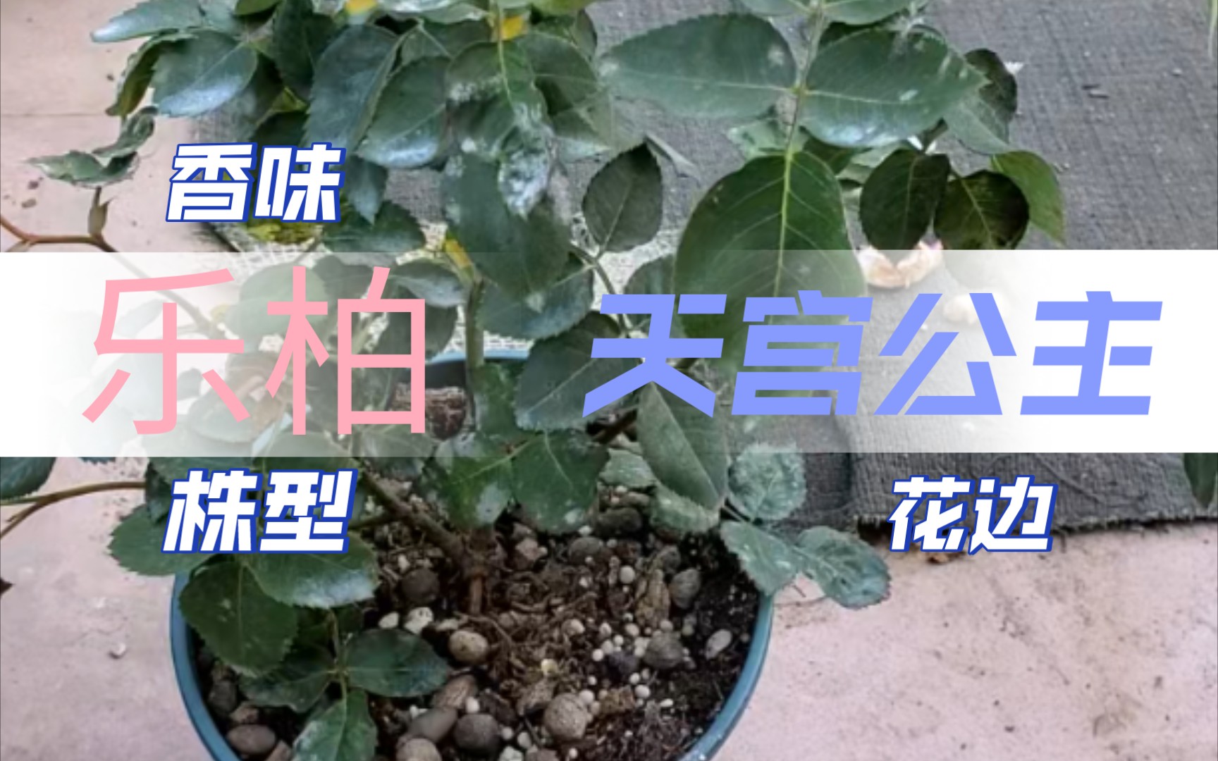 【乐柏】与【天宫公主】差别