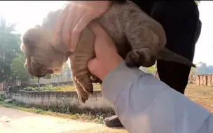 Скачать видео: 主人虐待狗往死里踹