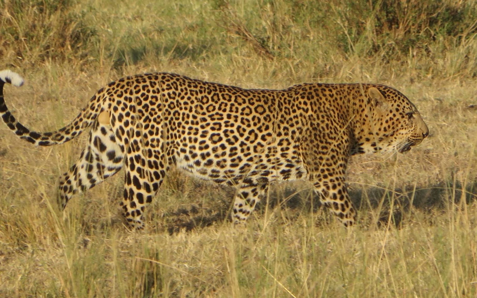 南非花豹的日常交配