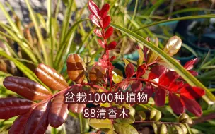 Скачать видео: 盆栽1000种植物｜88 清香木