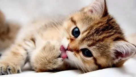 小可爱猫咪