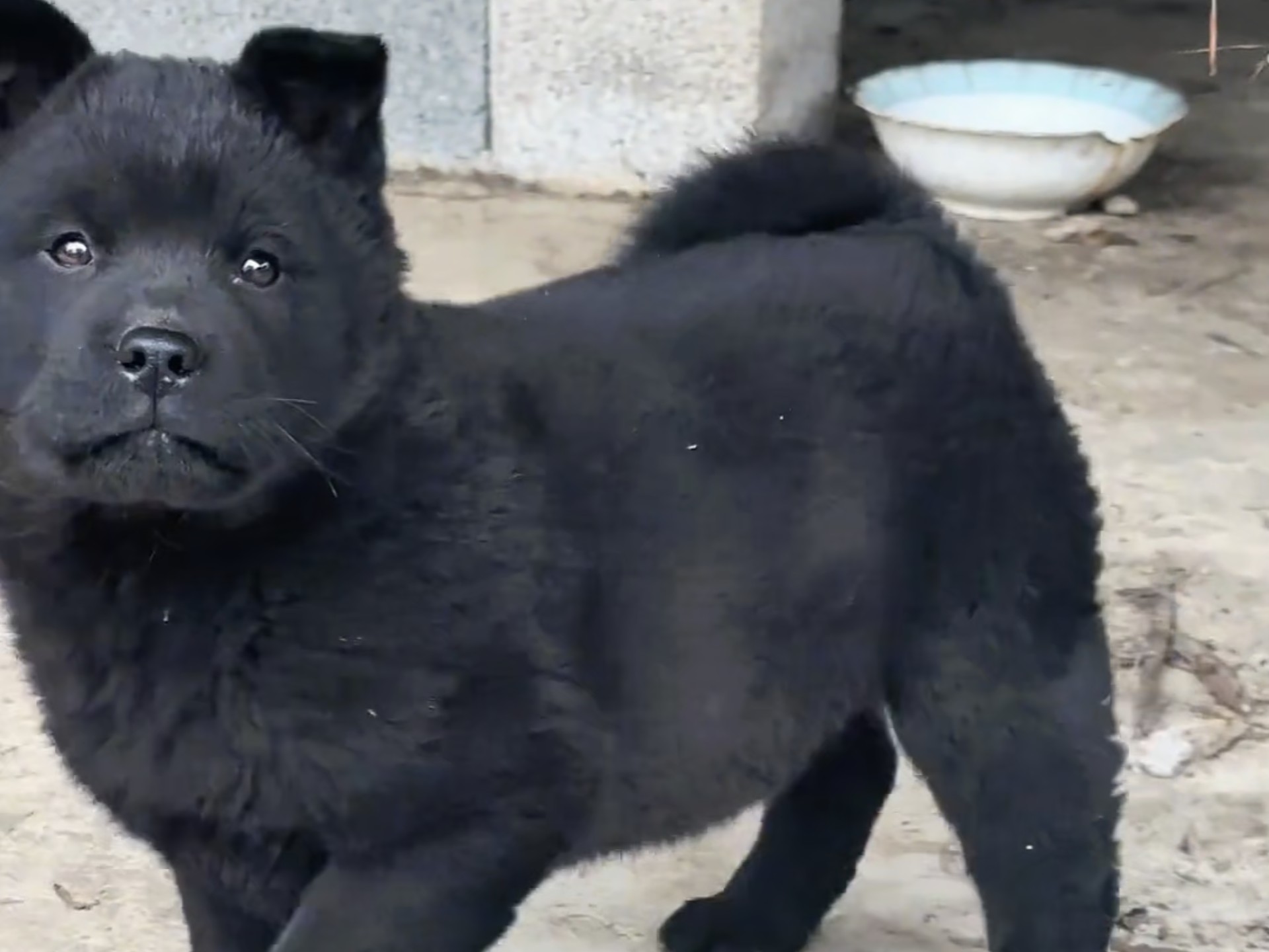 中华田园五黑犬