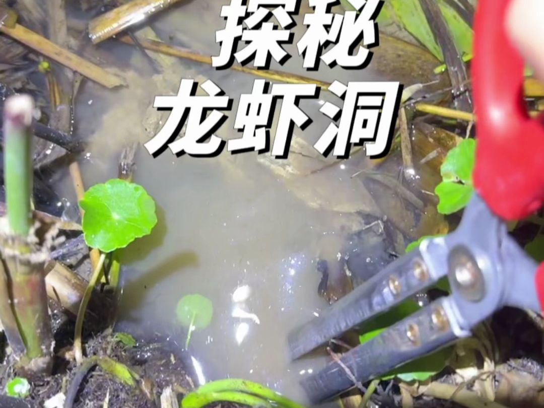 探秘小龙虾洞