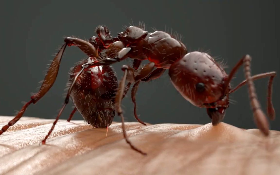 [图]【双语熟肉】红火蚁蜇人的生化原理-Fire Ant Venom -'RIFA Madness'——灵魂发问：不小心被红火蚁被咬成筛子的我还有救吗？