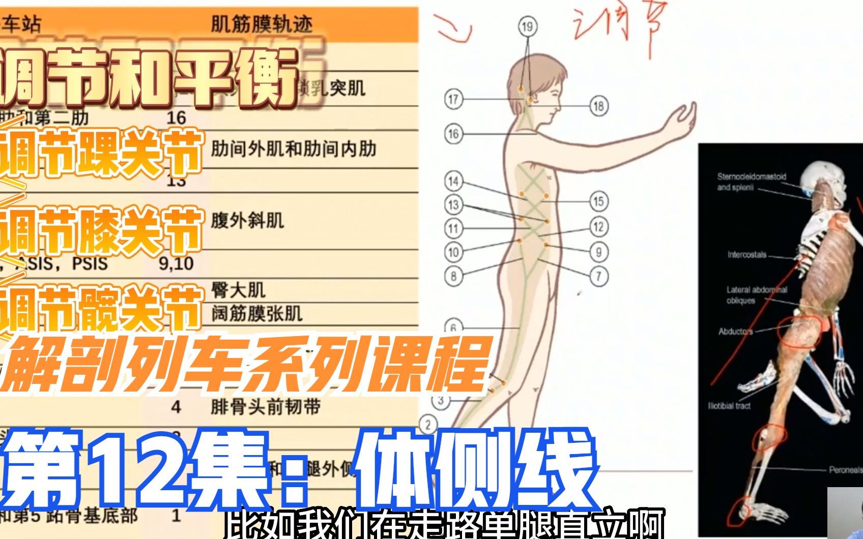 解剖列车第3条线:体侧线,在身体侧面的筋膜链,调节和平衡人体哔哩哔哩bilibili