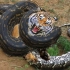 老虎偷袭巨型蟒蛇，最后被蟒蛇活活缠住