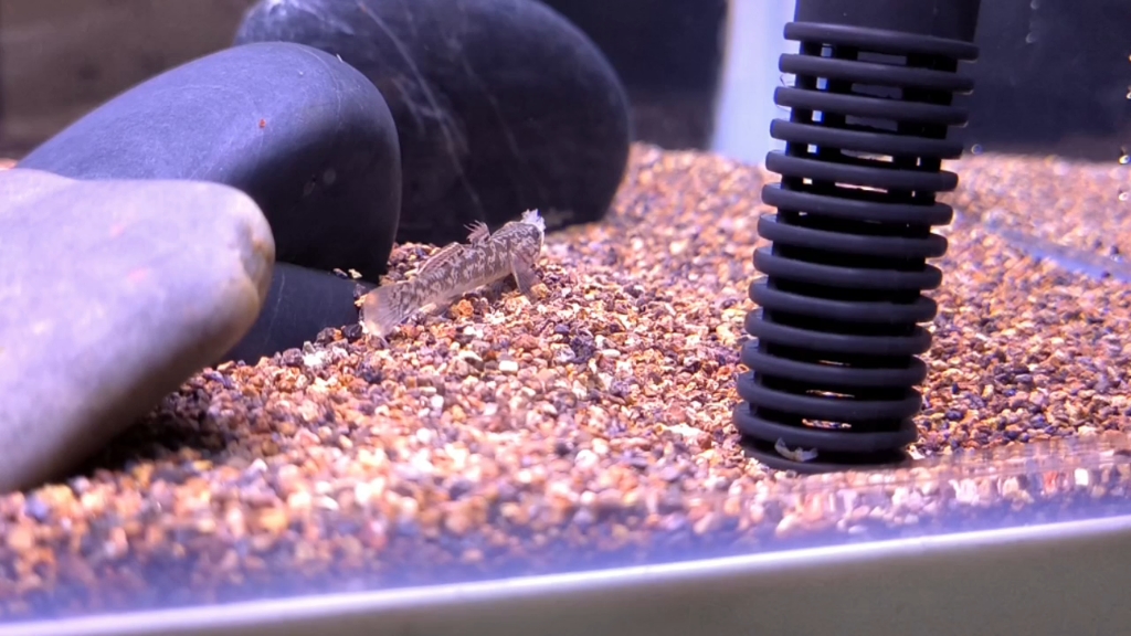 粘皮鲻虾虎的愉快干饭时间