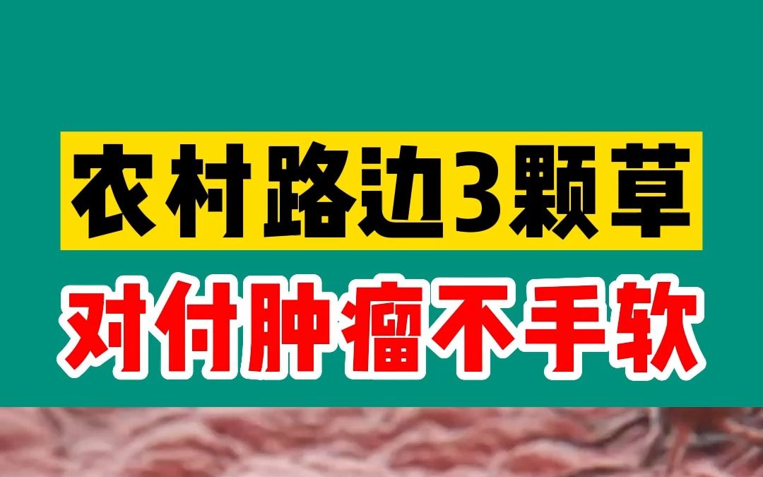 农村路边3颗草,对付肿瘤不手软,人人都能吃得起哔哩哔哩bilibili