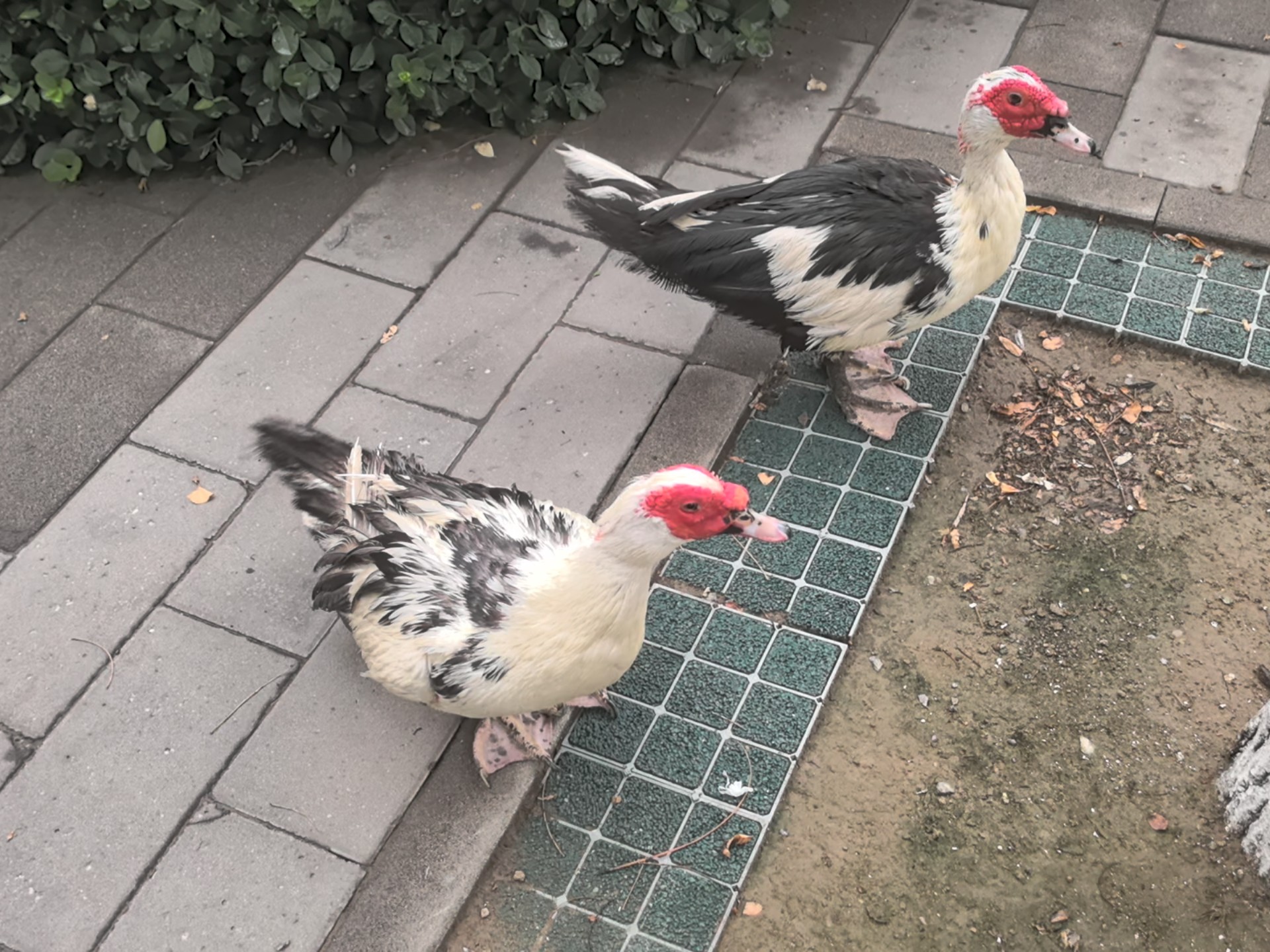 「北交」可爱番鸭摇尾巴